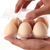 JAPCHET JAPCHET 100 Pack Plastic Egg Cartons, Clear 12 Egg