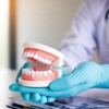 Standard Dental Study Model - Adult Simulation Teeth Model Display,