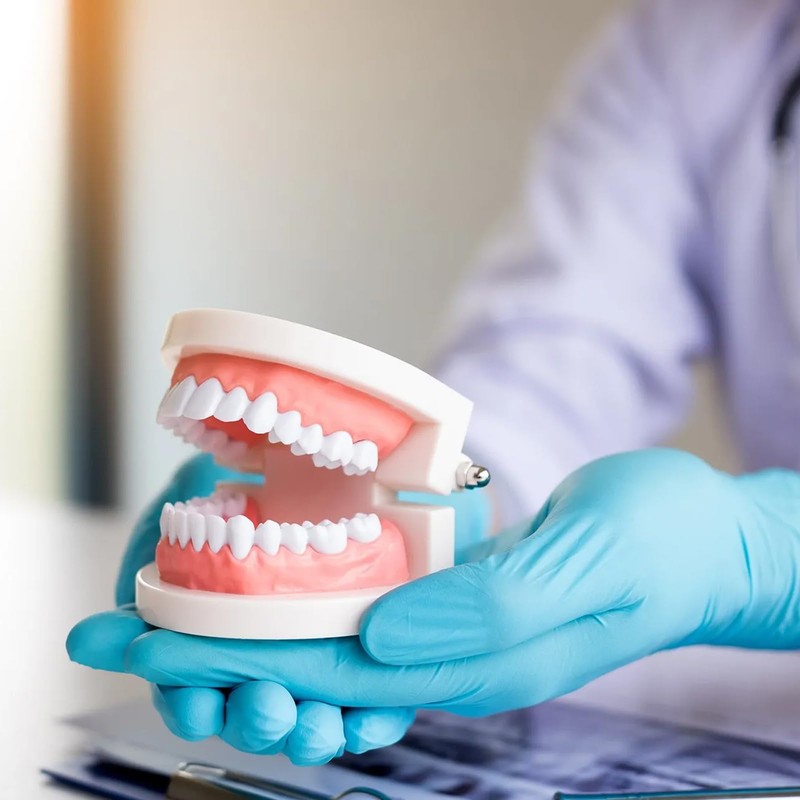 Standard Dental Study Model - Adult Simulation Teeth Model Display,