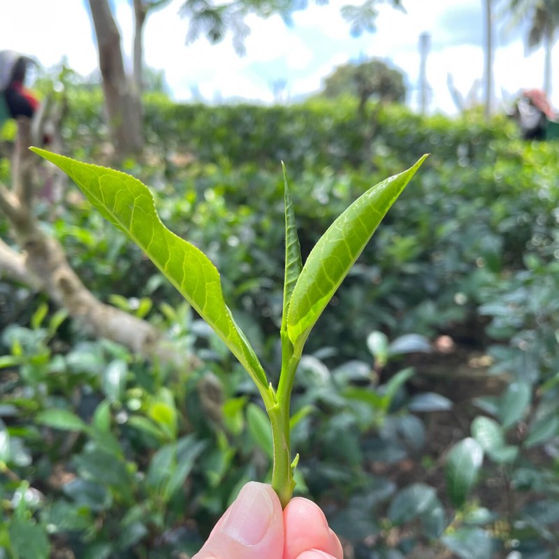 TEARTH 4 Types of Black Tea Set Earl Grey Tea