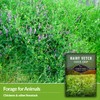 Hairy Vetch Seeds for Planting - 5 Packets with Instructions