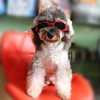 TRIROCK Dog Sunglasses, For Small and Medium Dogs, Goggles, For