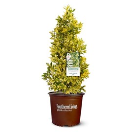 3 Gallon Southern Living Plant Collection Holly Golden Oakland Shrub