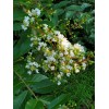 Tree 20 Fresh Cuttings White Crepe Myrtle Crape Tree South