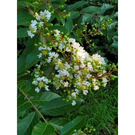 Tree 20 Fresh Cuttings White Crepe Myrtle Crape Tree South Carolina Grown Cold Hardy