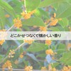Kameyama Hanageshiki Osmanthus 10 Minute Incense, 1.8 oz (50 g)