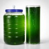 Espirulina Viva Alga Semilla Natural Culitvo