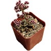 FOLIAGEMS Live Succulent Cactus Plants from USKC (2" Pot) (Crassula