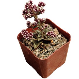 FOLIAGEMS Live Succulent Cactus Plants from USKC (2" Pot) (Crassula Tiger Jade)