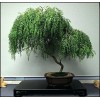 CZ Grain Bonsai Dwarf Weeping Willow Tree - Large Thick