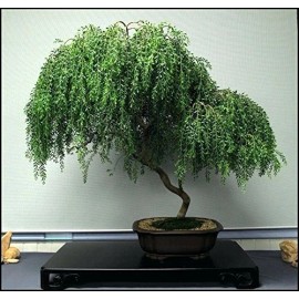 CZ Grain Bonsai Dwarf Weeping Willow Tree - Large Thick Truck Cutting - Ready to Plant