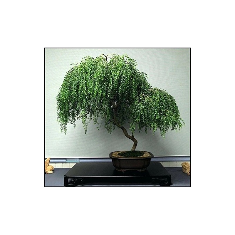 CZ Grain Bonsai Dwarf Weeping Willow Tree - Large Thick