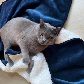 Yaning Waterproof Blanket for Bed Couch Sofa, Soft Liquid Pee Proof Pet Blanket for Dog Puppy Cat, Reversible Sherpa Fleece Furniture Protector (Navy Blue, 30"x40")