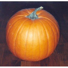 Pumpkin Jack'o Lantern Great Heirloom Vegetable by Seed Kingdom BULK 600 Seeds