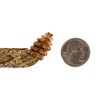 5/8" (0.625") Real Prairie Rattlesnake Hat Band with Rattle: Medium