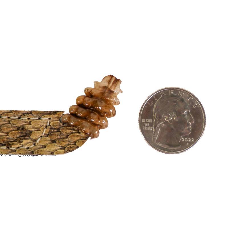 5/8" (0.625") Real Prairie Rattlesnake Hat Band with Rattle: Medium