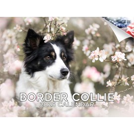 2024 2025 Border Collie Calendar - Dog Breed Monthly Wall Calendar - 12 x 18 Open - Thick No-Bleed Paper - Giftable - Academic Teacher's Planner Calendar Organizing & Planning - Made in USA