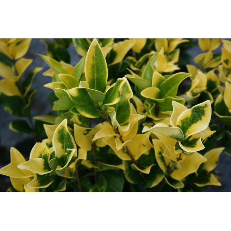 Ligustrum Japonicum 'Howardi' - 10 Live Plants - Evergreen Privacy