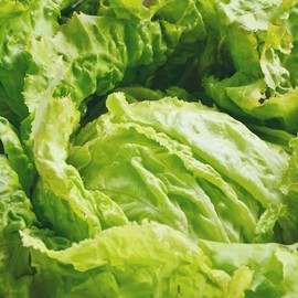 Iceberg, Batavian Lettuce (Lactuca Sativa), Vegetable Seeds, Tender, mild-Flavored, Crisp Heads of Lettuce, Seeds by MySeeds.Co, You Choose The Amoun (0.5 oz)