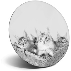 Destination Vinyl ltd Magnet for Refrigerator, Fridge BW - Cute Maine Coon Kittens Cats for Office, Cabinet and Whiteboard, Magnetic Stickers, 36970