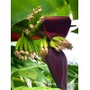 Tree Cold Hardy, Rajapuri Banana Tree, Live Plant, Fruit Bearing