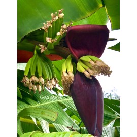 Tree Cold Hardy, Rajapuri Banana Tree, Live Plant, Fruit Bearing Tree