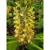 Hawaiian Yellow Kahili Ginger Plant Root ~ Grow Hawaii