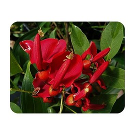RED Jade Dwarf Tropical Red Orange Flowering Live Brazilian Fast Growing Arbor Vine Hardy Butterfly Plant Starter Size 4 Inch Pot Emerald R