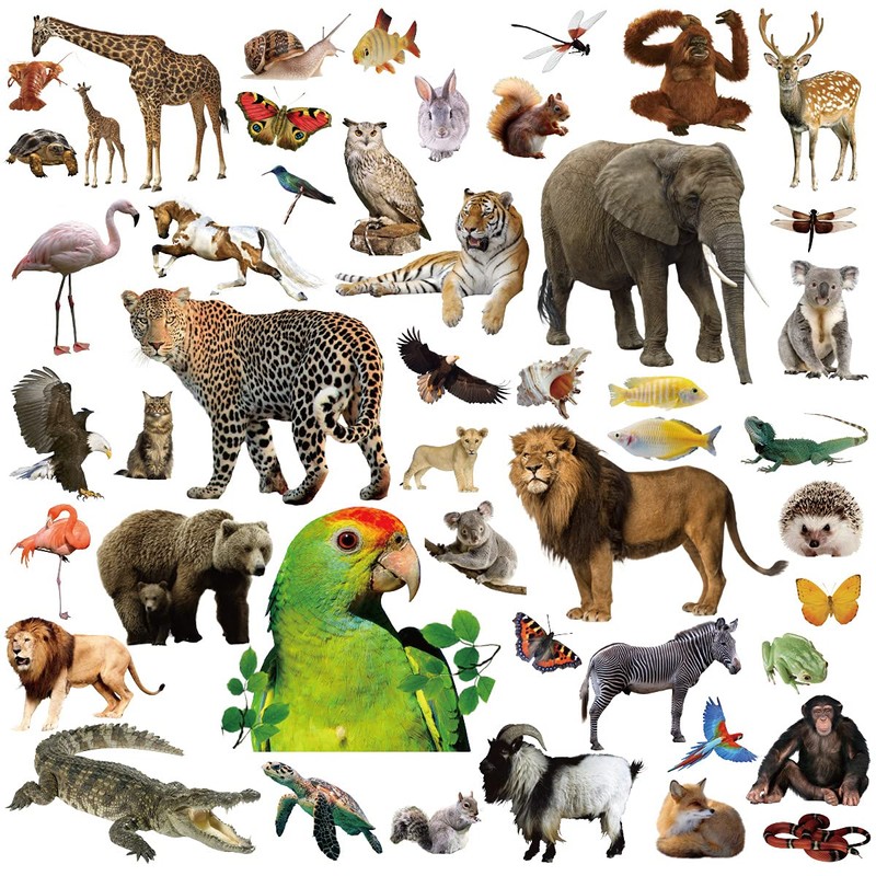 Fancy Land Animal Stickers Jungle Animal Sticker for Kids 8