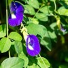 50 Butterfly Pea Flower Seeds - HOA Dau Biec -