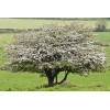 Santiam Nursery Wild Hawthorn tree, Crataegus monogyna ，Chinese Hawthorn's rootstock