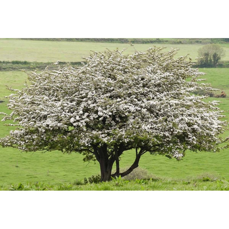Santiam Nursery Wild Hawthorn tree, Crataegus monogyna ，Chinese Hawthorn's rootstock