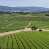 Yamashiro Bussan (Chadokoro Yame Tea 80 g x 1 Bag)