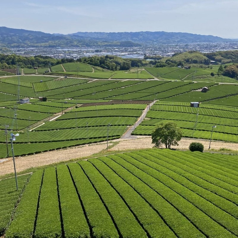 Yamashiro Bussan (Chadokoro Yame Tea 80 g x 1 Bag)