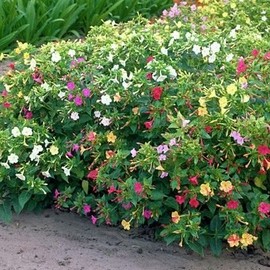 Dirt Goddess Super Seeds ~ Four O'Clock Mix Flower Seeds (1/4 Lb) Mirabilis Jalapa 1,500 Seeds Non GMO