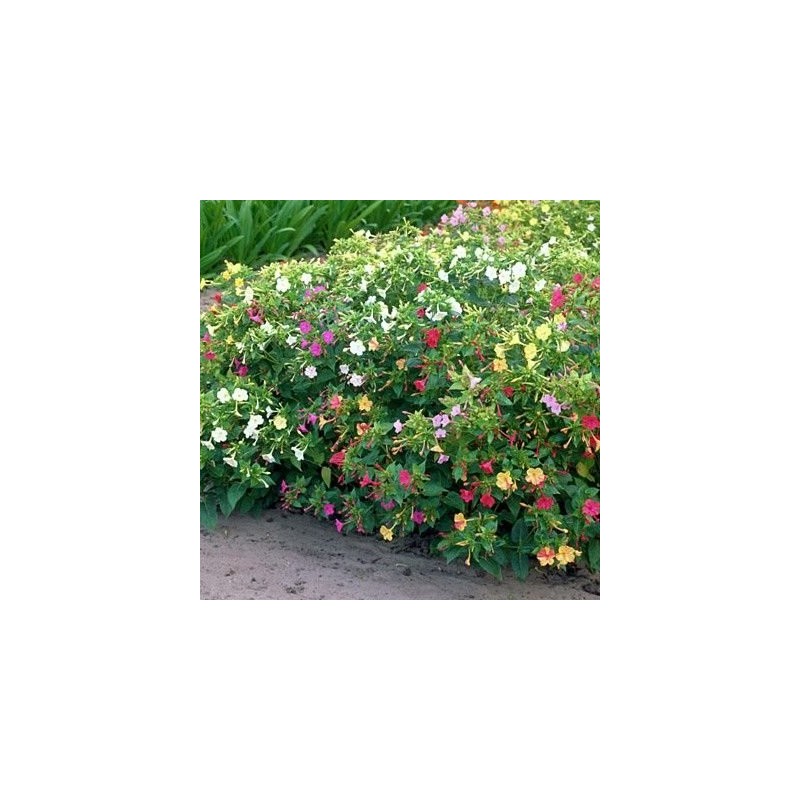 Dirt Goddess Super Seeds ~ Four O'Clock Mix Flower Seeds