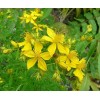 EdenWilds 100+ Organic St. John's Wort seeds ~Hypericum perforatum~ *Free