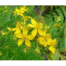 EdenWilds 100+ Organic St. John's Wort seeds ~Hypericum perforatum~ *Free US shipping*