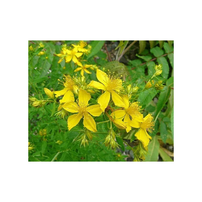 EdenWilds 100+ Organic St. John's Wort seeds ~Hypericum perforatum~ *Free