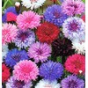 Dirt Goddess Super Seeds ~ Cornflower/Bachelor Button Seeds - Tall