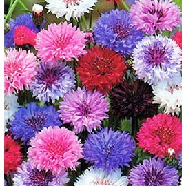 Dirt Goddess Super Seeds ~ Cornflower/Bachelor Button Seeds - Tall Mix Centaurea cyanus (1 lb) 90,000 Seeds Non GMO Bulk