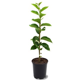 Persimmon Seedling Live Tree, Non-Grafted, Cold Hardy, Native, 1 gal. Nursery Pot, 1-2 ft Tree Height (Due to Agricultural Laws, we Cannot Ship to CA, AZ, AK, or HI - Orders Will be Cancelled)