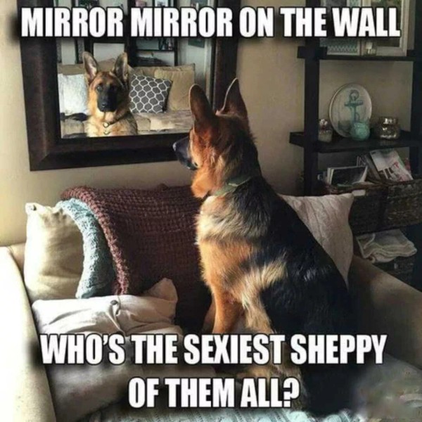 German Shepherd refrigerator magnet 3 1/2 x 3 1/2 made