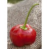 Malawi Piquante Pepperdew Heirloom Pepper Premium Seed Packet