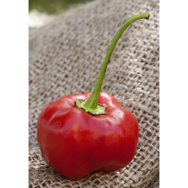 Malawi Piquante Pepperdew Heirloom Pepper Premium Seed Packet