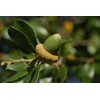 20 Fresh Acorns - Canyon Live Oak Tree Seeds for