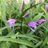 BLETILLA Yokohama Kate Purple Yellow Ground Orchid Live Plant Fragrant