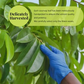 Akshit Soursop Leaves, 200+Graviola Leaves, Hojas De Guanabana Leaf, Tea,