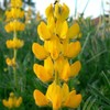 Eden Brothers Annual Lupine Seeds - Golden Yellow