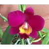 Nutricote Total 18-6-8 180 Day 1 lb Time Release Fertilizer.